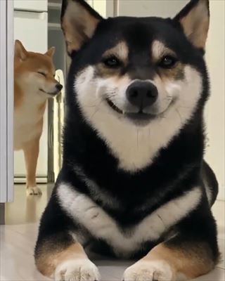 笑顔犬