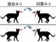 「新型コロナウイルスはネコからネコに感染する」　東京大学医科学研究所が発表