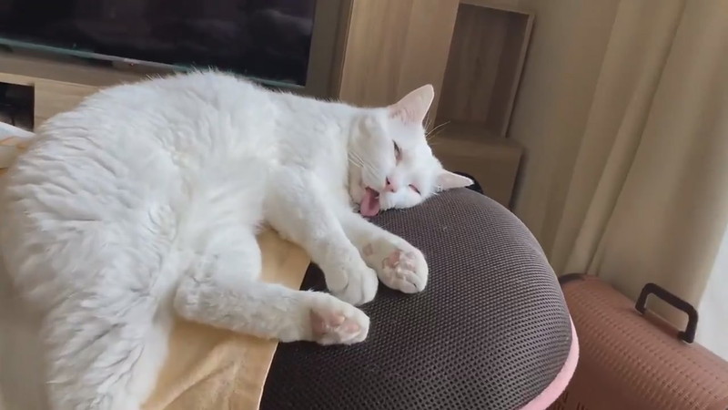 猫の一番かわいいところ見せちゃいますね 白目で舌がベロン 寝顔のビフォーアフターがすごい猫ちゃん ねとらぼ