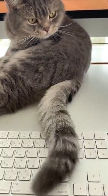 テレワークを邪魔する猫を上手に収納するアイデア が効果抜群 かわいすぎる うちも大成功 の声 ねとらぼ