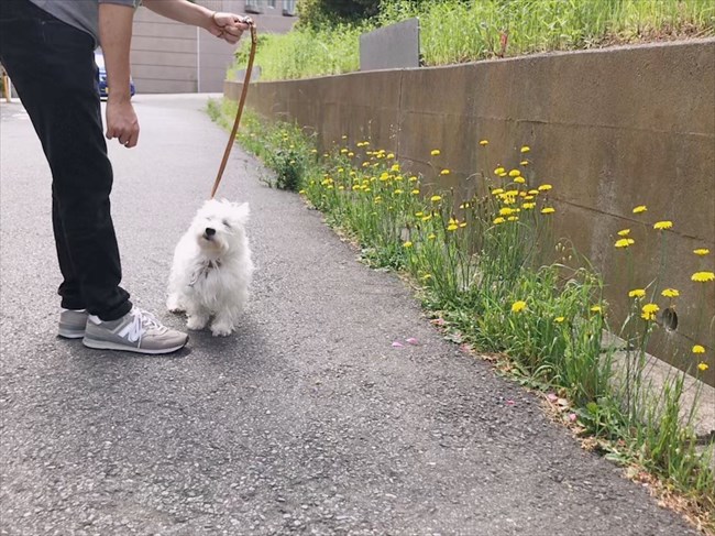 飼い主 あら きれいなお花 犬 植物にぜんぜん興味がないわんこの表情がジワジワくる ねとらぼ