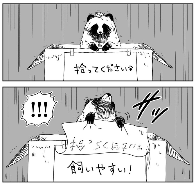 雨の中 捨てられていたのは クールなお姉さんに拾われたタヌキを描いた漫画が気になる 1 2 ページ ねとらぼ