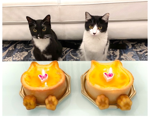 今日も猫愛が止まらない 藤あや子 飼い猫2匹の誕生日を贅沢すぎる バースデーソング で祝福 1 2 ページ ねとらぼ