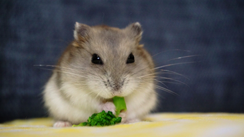 夢の中でひまわりの種を食べるハムスター ハッ 夢かあ と目を覚ます表情がかわいい ねとらぼ