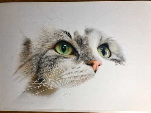 19歳の色鉛筆画家が描く猫ちゃんがモフモフで美しい リアルな絵に