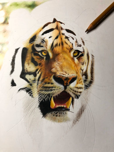虎の色鉛筆画 - その他