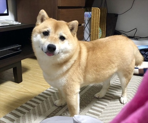 満足させる 吸収 リア王 可愛い 犬 柴犬 Famouschihuahua Net