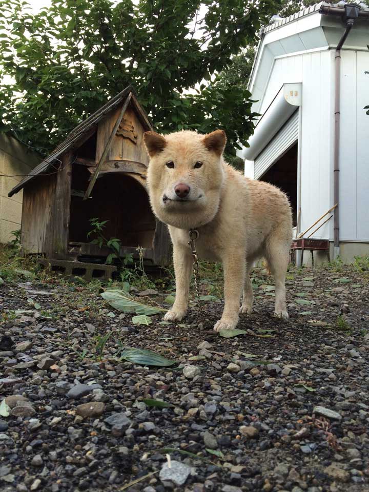 マムシにかまれた犬が衝撃の変貌 四角 くなったお顔がすごいと話題に ねとらぼ