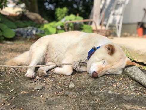 マムシにかまれた犬が衝撃の変貌 四角 くなったお顔がすごいと話題に ねとらぼ