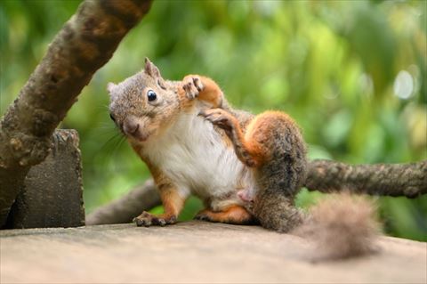 リス ちょっとだけよ カメラを向けるとポーズをとる井の頭自然文化園のリスさんがかわいい ねとらぼ