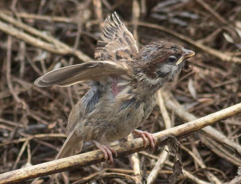 ピヨピヨ ごはんちょーだい 親鳥にスルーされ虚無の表情 口を真一文字にするツバメのヒナがかわいい ねとらぼ