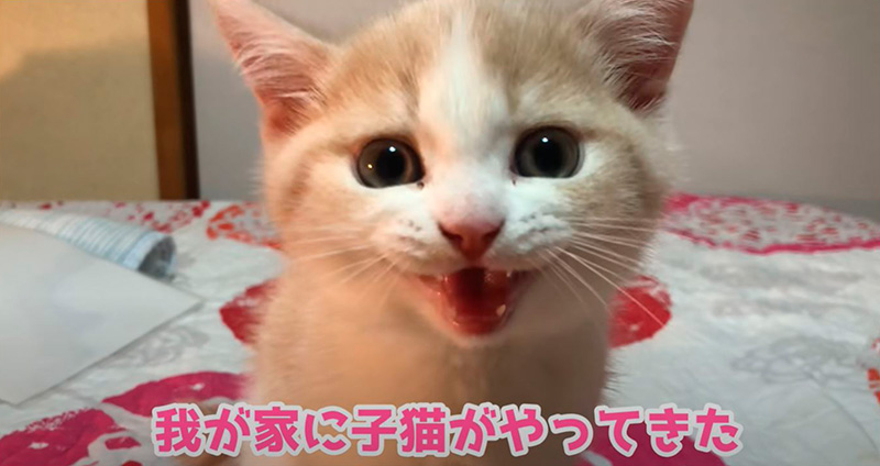 人懐っこいにもほどがある子猫ちゃん 家に来たばかりなのに甘える姿にメロメロ ねとらぼ