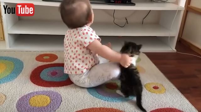 遊んでニャー そんな気分じゃないの 遊びたい子猫と赤ちゃんの攻防戦がおもしろくてかわいい 1 2 ページ ねとらぼ