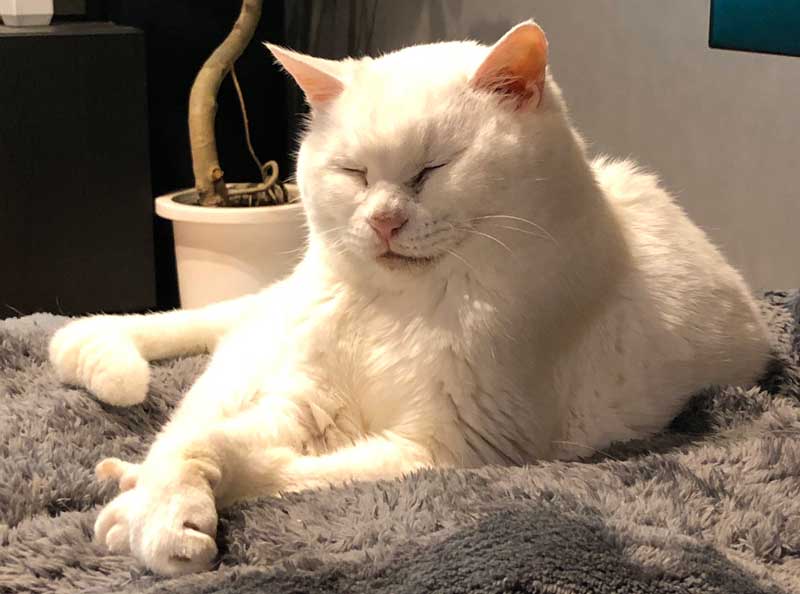 22歳になった猫さまの貫禄がすごい 人間換算100歳超えの美しい白猫さんに 猫飼いの希望 の声 ねとらぼ