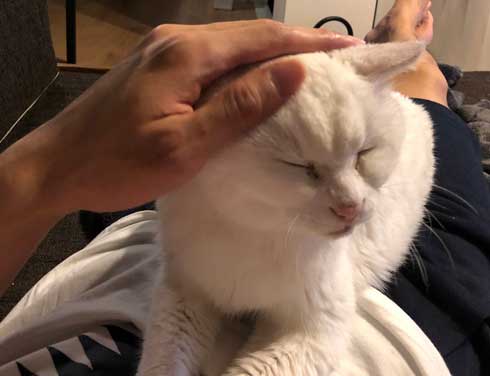 猫 22歳 あめ 保護 ビフォーアフター 貫禄 白猫