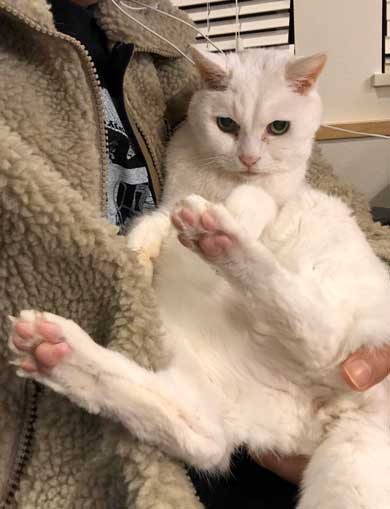 猫 22歳 あめ 保護 ビフォーアフター 貫禄 白猫