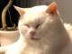 22歳になった猫さまの貫禄がすごい！　人間換算100歳超えの美しい白猫さんに「猫飼いの希望」の声