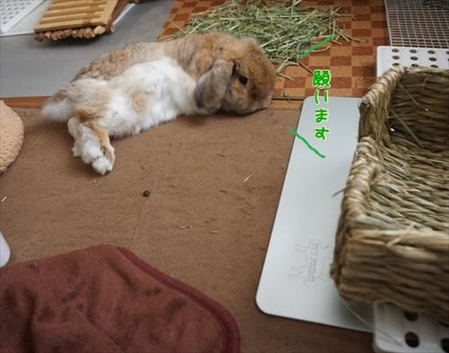 ナデられたいけど牧草を食べたいウサギさんは とっても賢いアイデアで飼い主を驚かせる姿がかわいい ねとらぼ