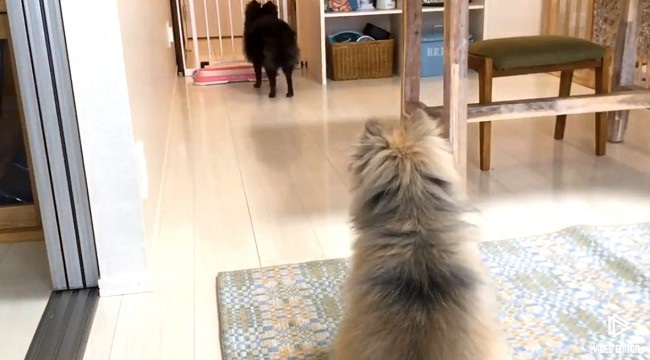 けなげすぎて心臓痛い 留守中の愛犬を撮影した映像に胸が熱くなる ねとらぼ