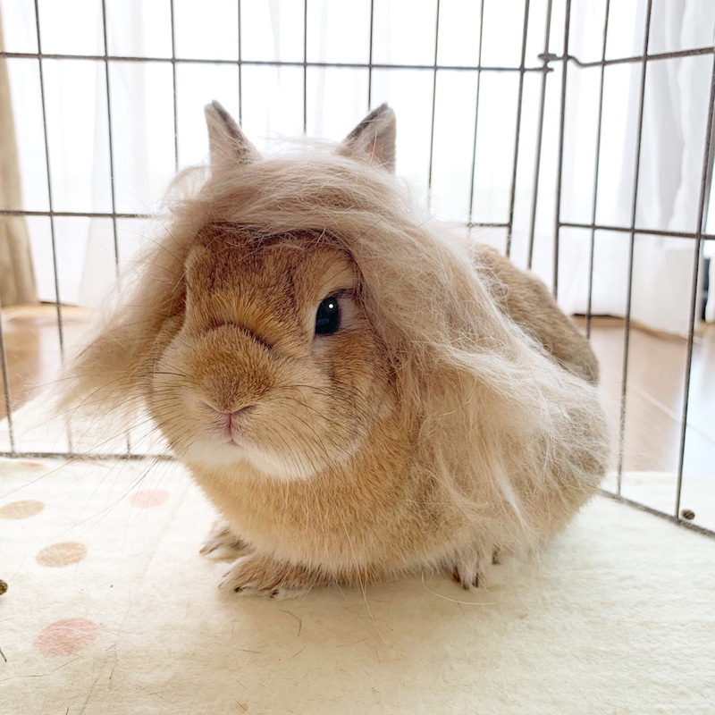 ロングコートウサギの毛