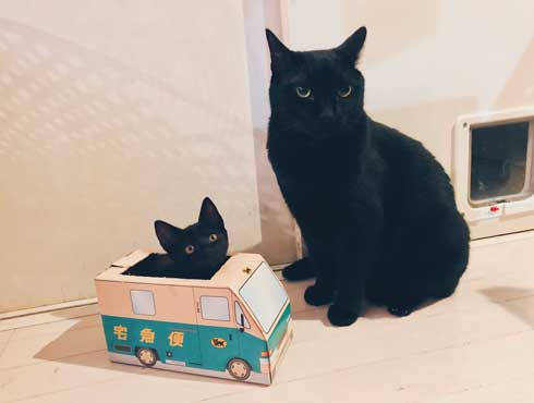 黒猫 子猫 新人ドライバー教育 クロネコヤマト 箱