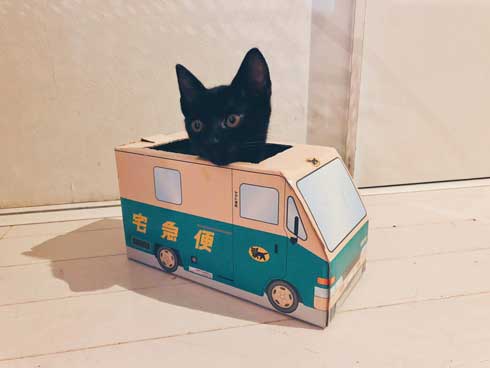 黒猫 子猫 新人ドライバー教育 クロネコヤマト 箱