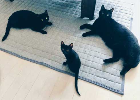 かわいすぎる 配達お願いしたい 黒猫さんによる新人ドライバー教育が目撃される ねとらぼ