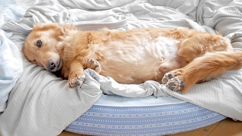 犬 ベッド