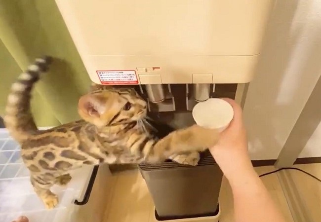 絶対に渡さニャイ 水を飲もうとする飼い主を阻止する子猫ちゃんがヤンチャでかわいい ねとらぼ