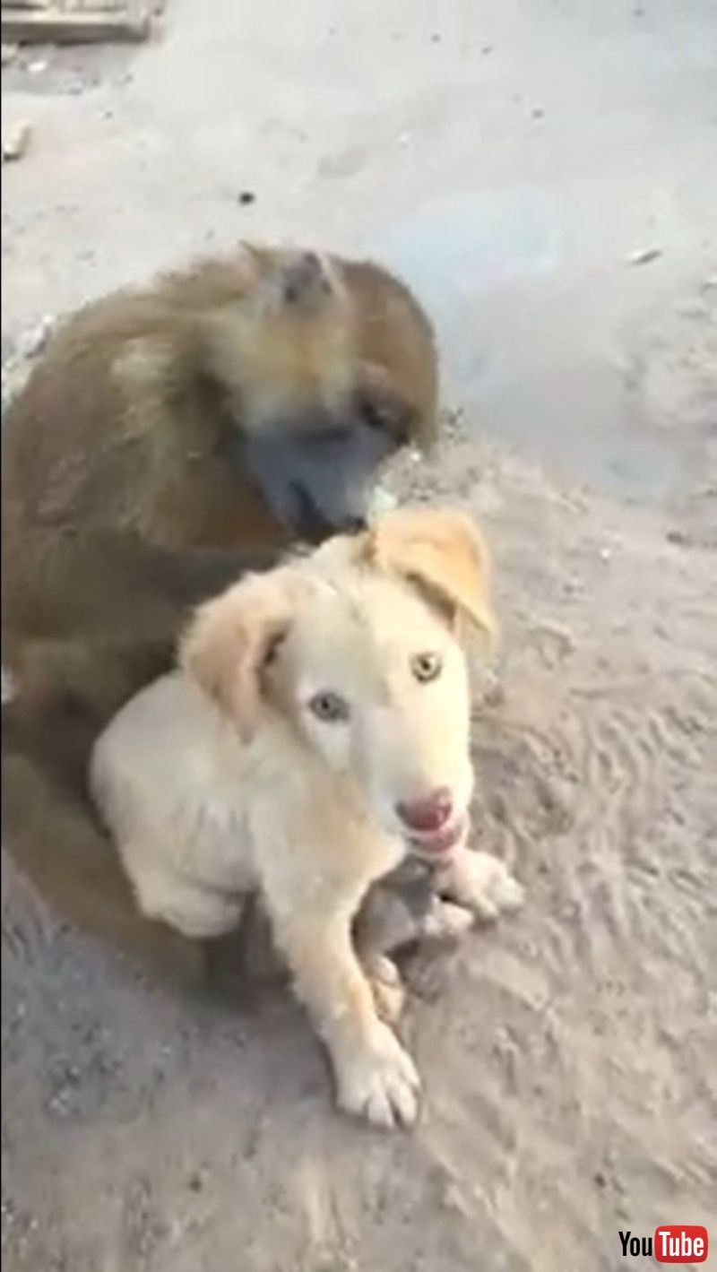 どれどれ ノミはいないかな ワンコの毛づくろいをするサルがカワイイ 1 2 ページ ねとらぼ