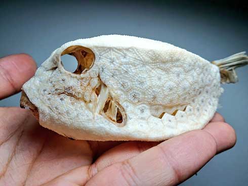海岸 見つけた ハコフグ 構造 標本 骨 ハニカム構造