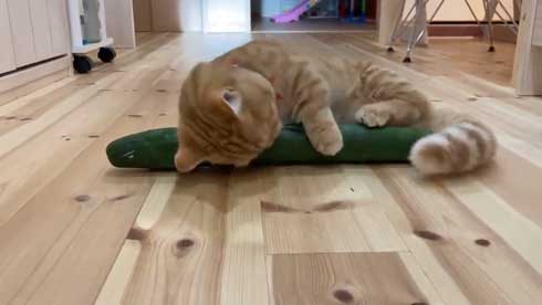 きゅうり 猫 ハグ 抱き枕 大好き グルグル ぷっちょ