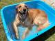 「愛犬のプールを毎年小さくしたら、タライになった」　タライを笑顔で満喫するワンコがかわいい