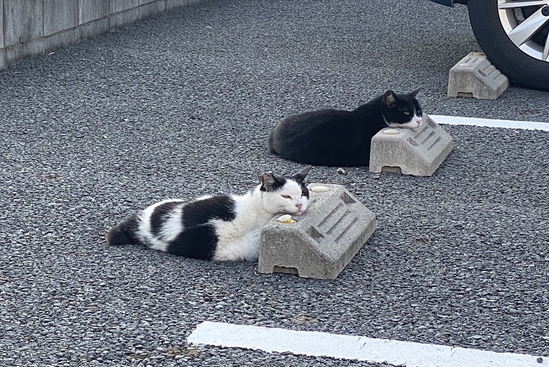 駐車場で2匹の猫さまがシンクロポーズ 車止めを枕にくつろぐスタイルがかわいい ねとらぼ