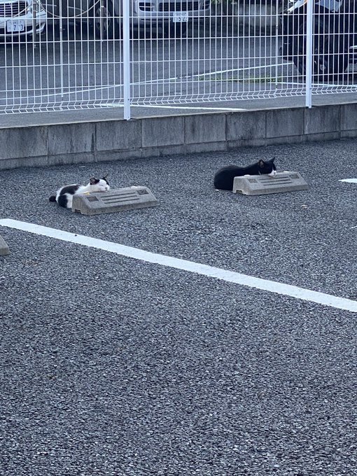 駐車場で2匹の猫さまがシンクロポーズ 車止めを枕にくつろぐスタイルがかわいい ねとらぼ