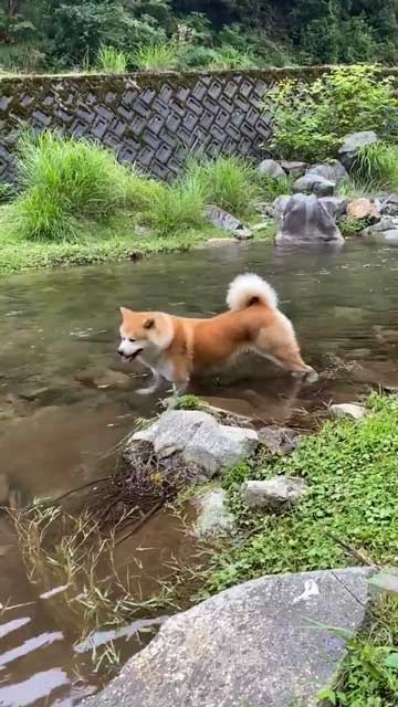 秋田犬 水遊び 足湯 川 涼む 静か 動かない