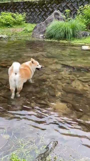 秋田犬 水遊び 足湯 川 涼む 静か 動かない