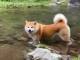 思ってたのとちがう「秋田犬の水遊び」がほのぼの　足だけつかって涼む静かな楽しみ方に癒やされる