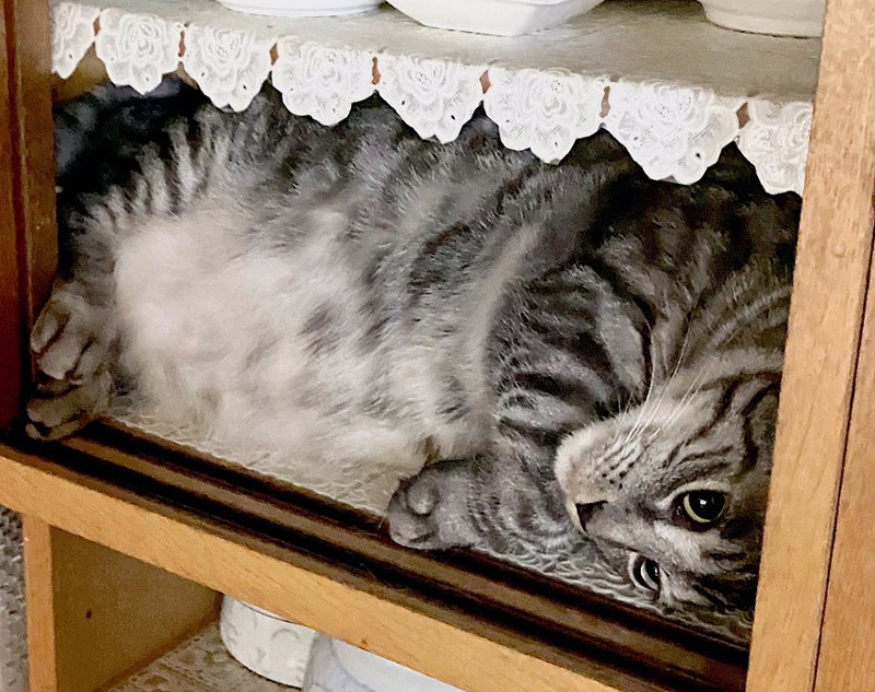 何してんのネコチャン！」 食器棚にみちみちにつまった猫ちゃんが 