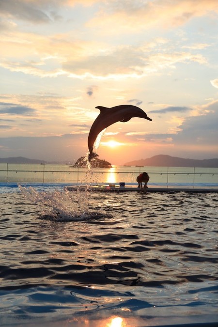 ラッセンの絵みたいなん撮れた 水族館で撮影されたイルカのジャンプが絵画のような美しさ ねとらぼ