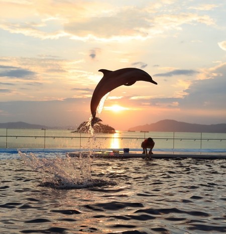 ラッセンの絵みたいなん撮れた 水族館で撮影されたイルカのジャンプが絵画のような美しさ ねとらぼ