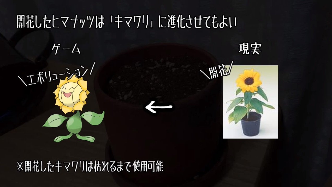 ヒマナッツが負けたらひまわりを植える 発芽したら復帰 開花したら進化 超斬新なポケモンの縛りプレイが話題 L Ik Hima004 W490 Jpg ねとらぼ