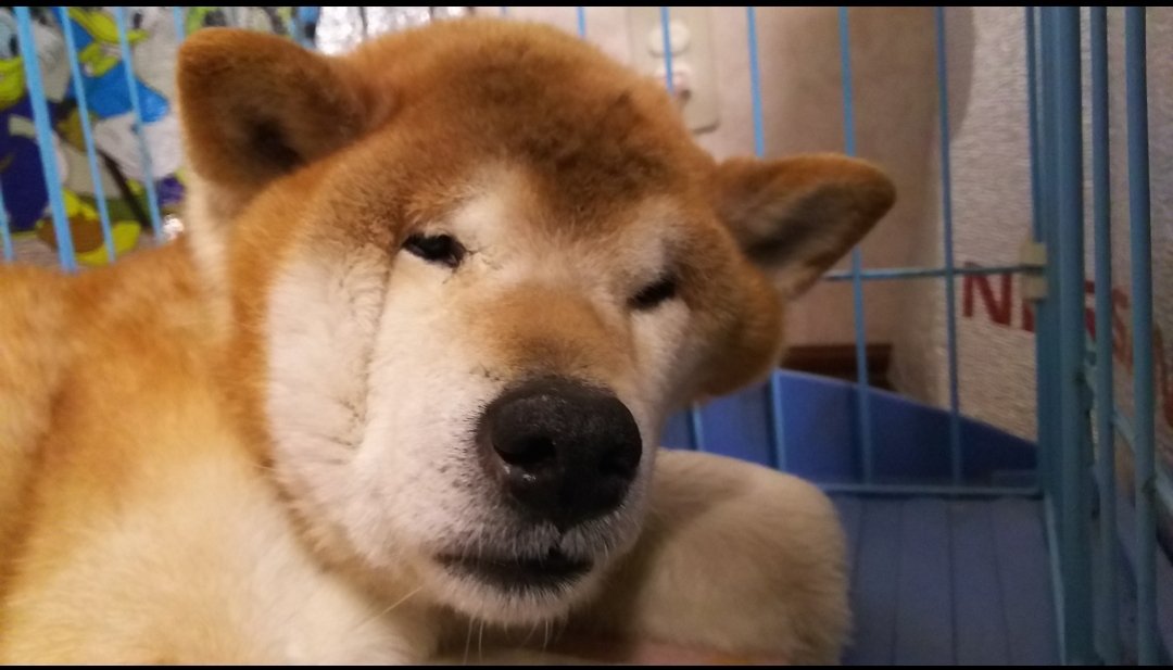 枕がかたすぎて顔変形してるポチ 柴犬さんの寝起きの困り顔がかわいくて笑っちゃう ねとらぼ