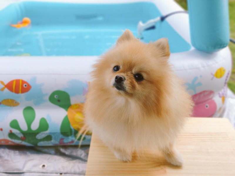 犬 わーい なんか違った プールに入ったポメラニアンの表情ビフォーアフターがかわいい ねとらぼ