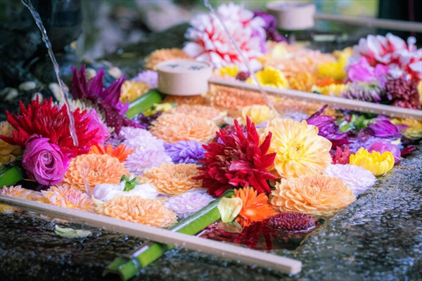 花を浮かべた 花手水 手水ができない今だからこそ ねとらぼ