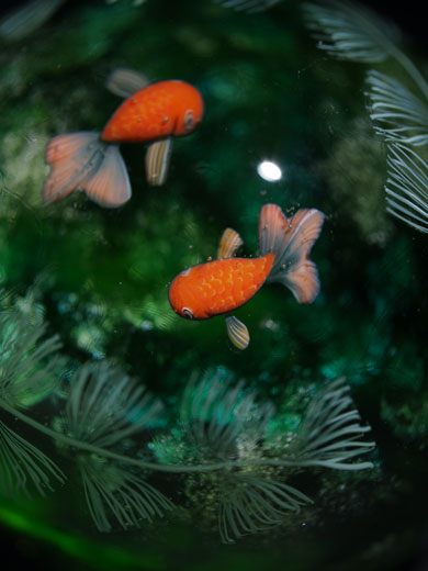 美しいとんぼ玉 金魚玉 に感動の声 小さいガラス玉で泳ぐ金魚と水の世界に涼を感じる ねとらぼ