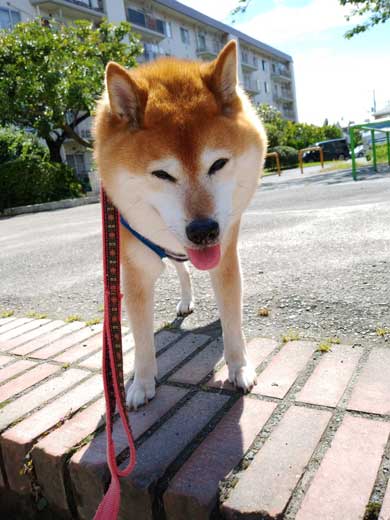 犬 ブルブルブル 診察台が苦手な14歳の柴犬まろさん 恐怖で震える姿が応援したくなるかわいさ ねとらぼ