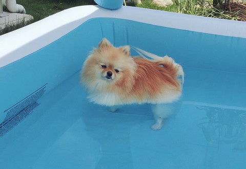 犬 わーい なんか違った プールに入ったポメラニアンの表情ビフォーアフターがかわいい ねとらぼ