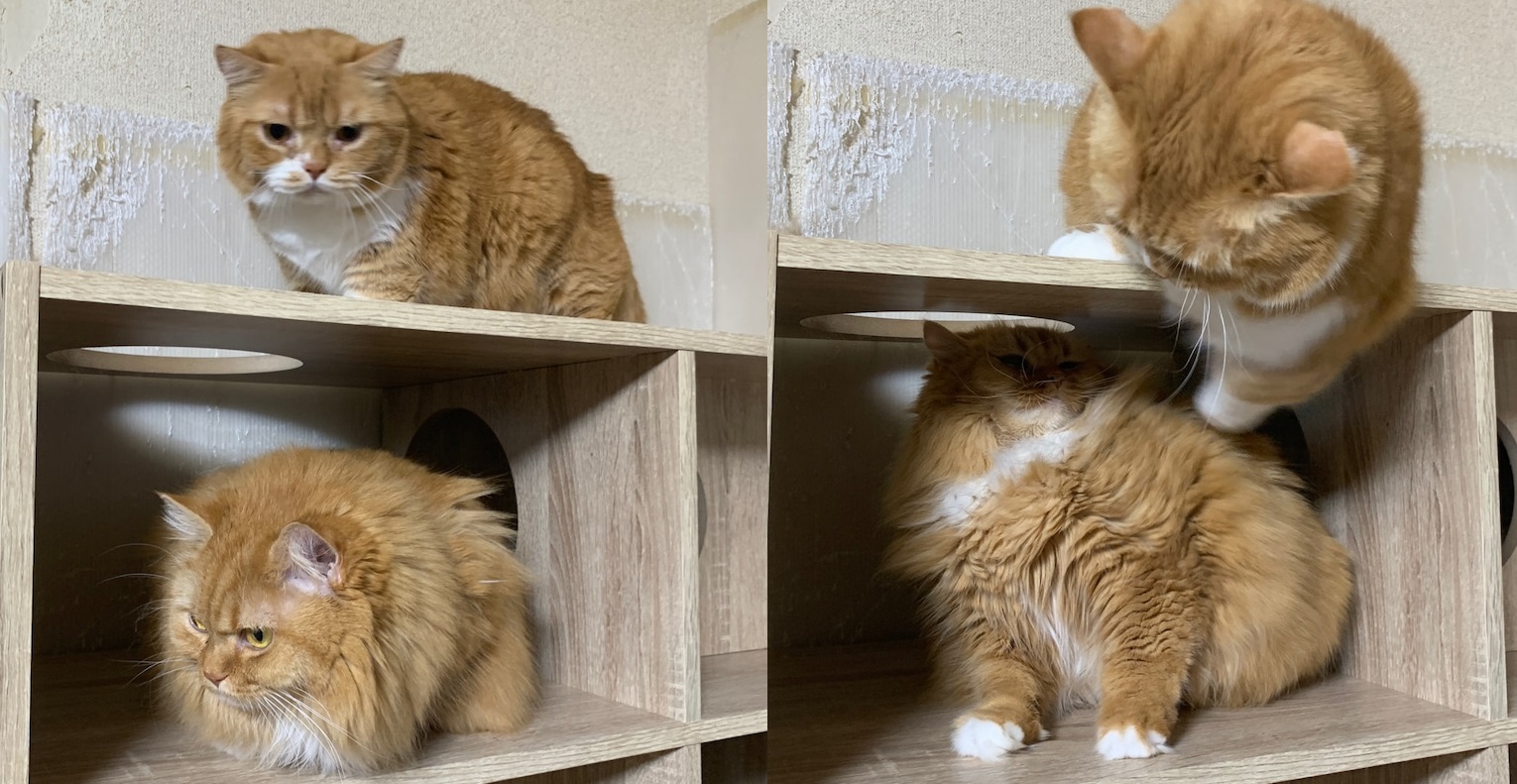 遊んでほしいニャー 猫パンチをくりだすも全て空振り パパ猫の切ないお顔がかわいい ねとらぼ