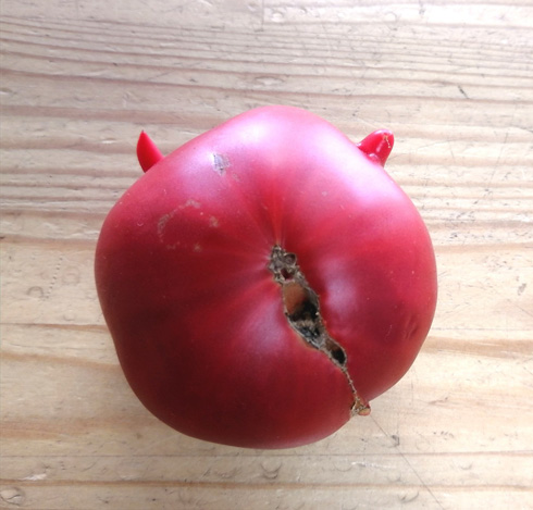 鬼型のトマト